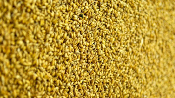 Springbank Local Barley